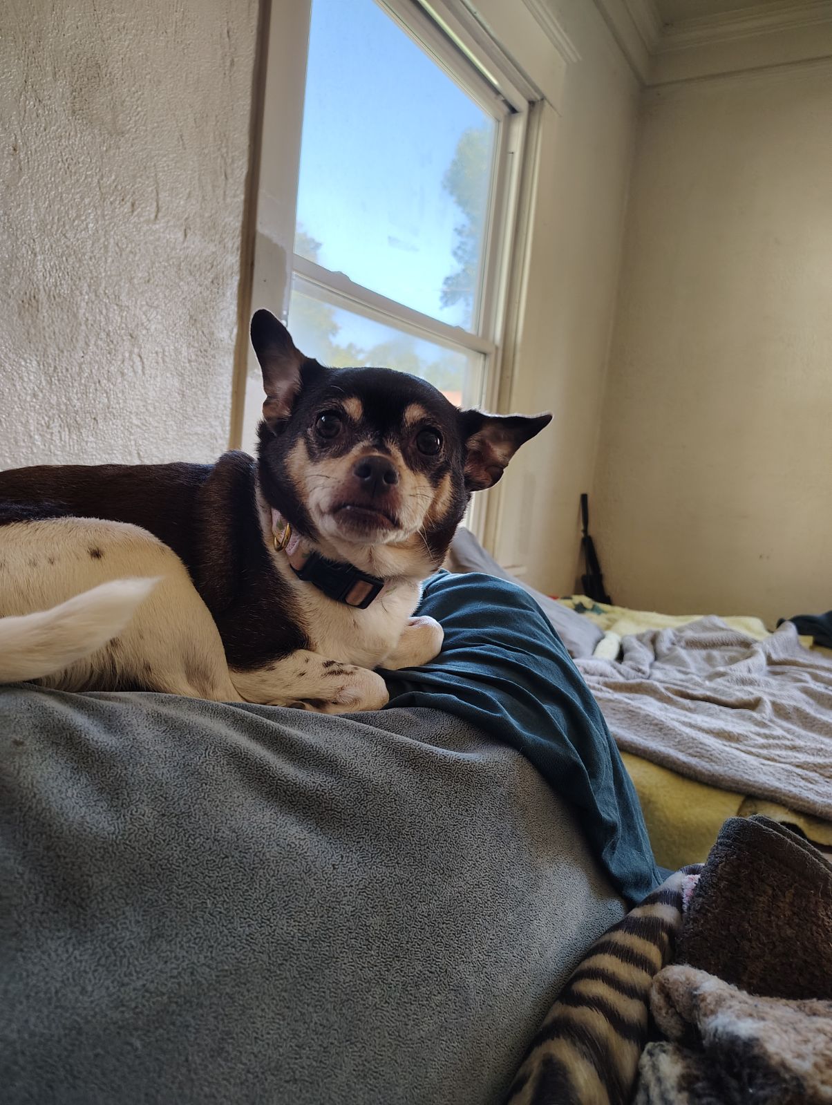 Taz